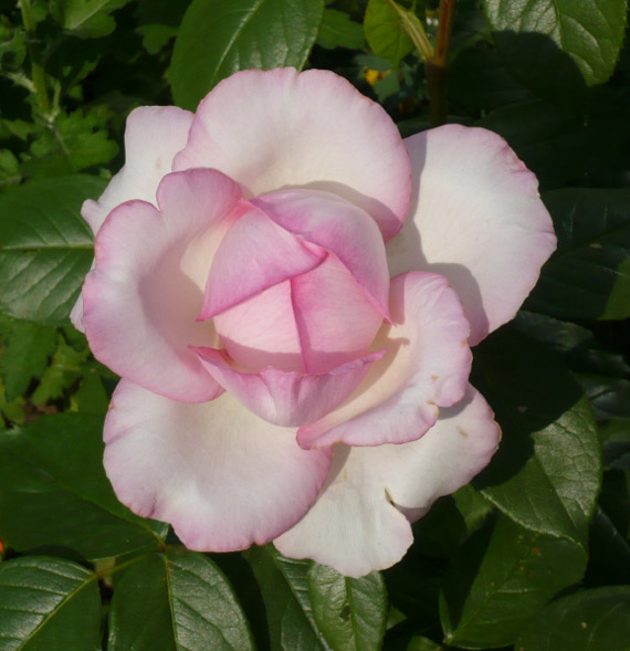 2008-rosa-rose