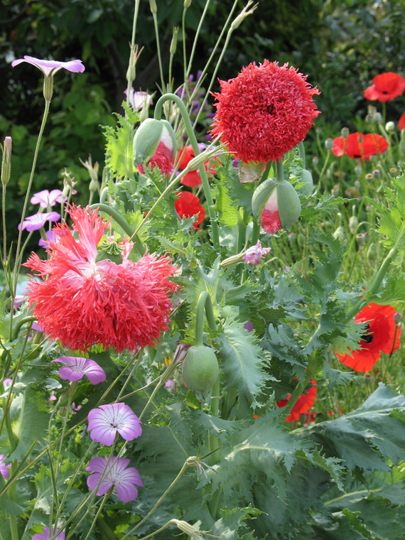 gefüllter mohn bei gitta