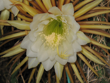 Königin der Nacht Einzelblüte