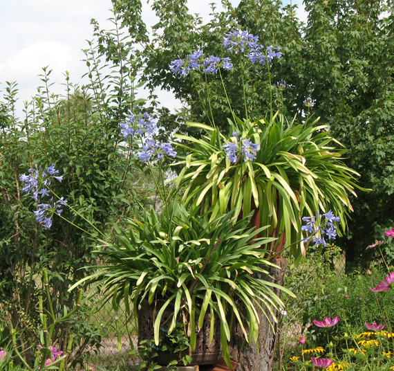 Agapanthus