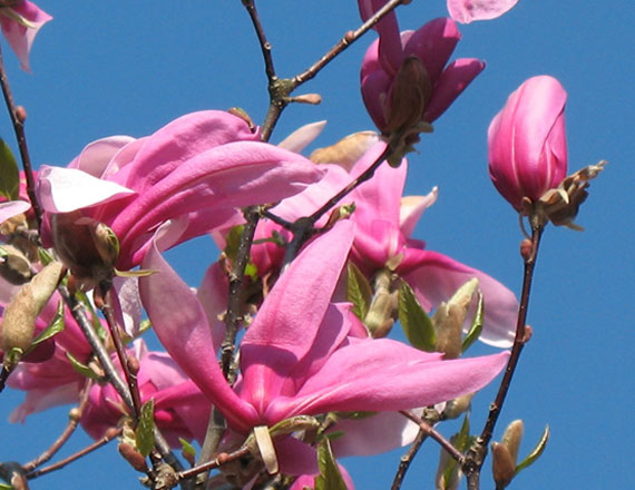 Magnolie