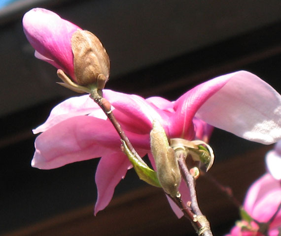 Magnolienblüte