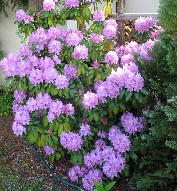 rhododendron-bei-pagels