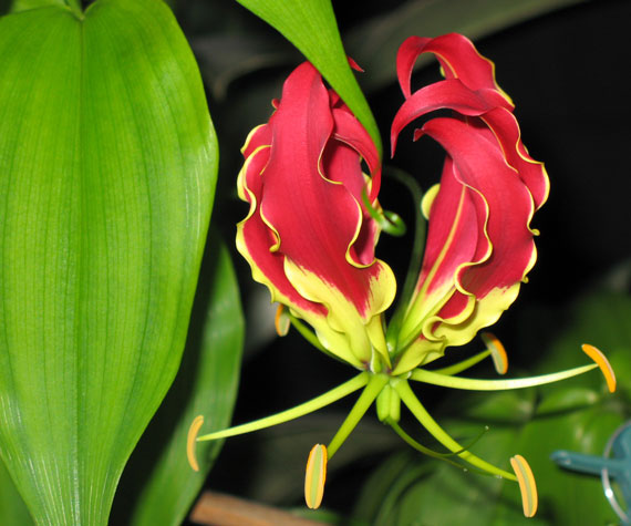 gloriosa-blüte 2009