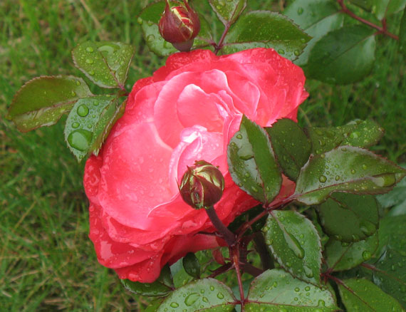 Edelrose Nostalgie Edelrose Nostalgie