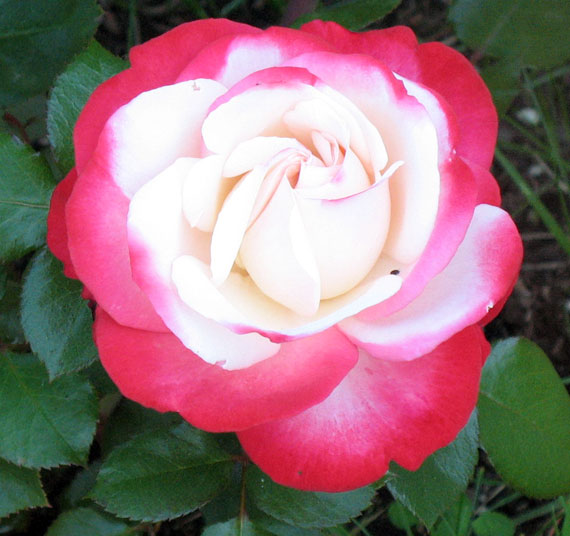 Edelrose Edelrose
