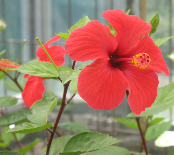 Hibiskus Hibiskus