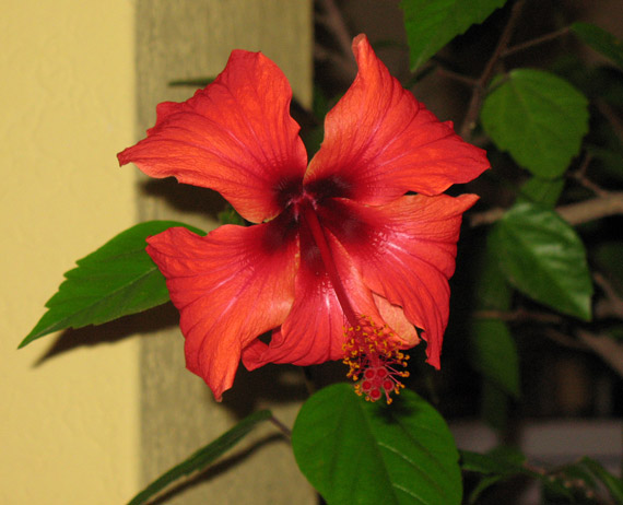 Hibiskusblüte 