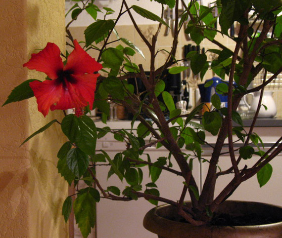Hibiskus Hibiskus