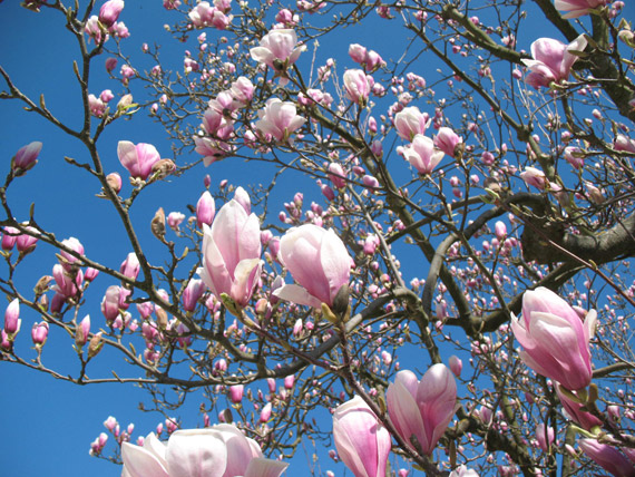 Magnolie Magnolie