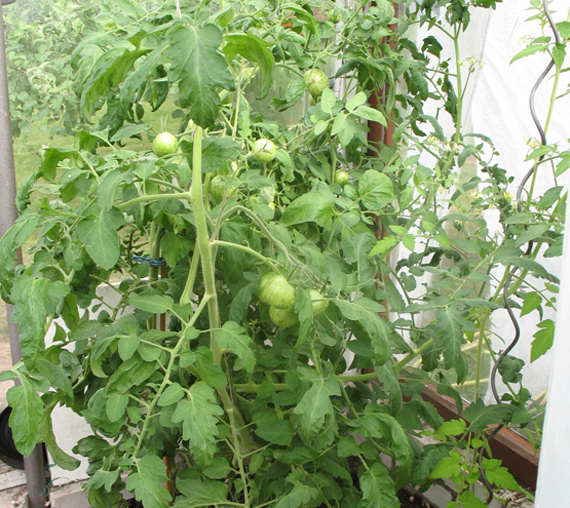 gelbe Tomatensorte gelbe Tomatensorte