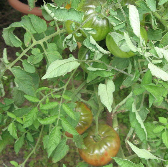 schwarze Tomate