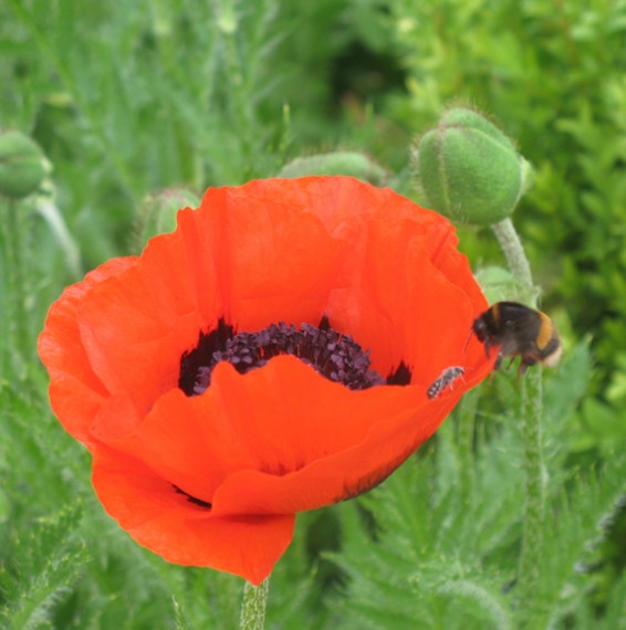 Mohn Mohn