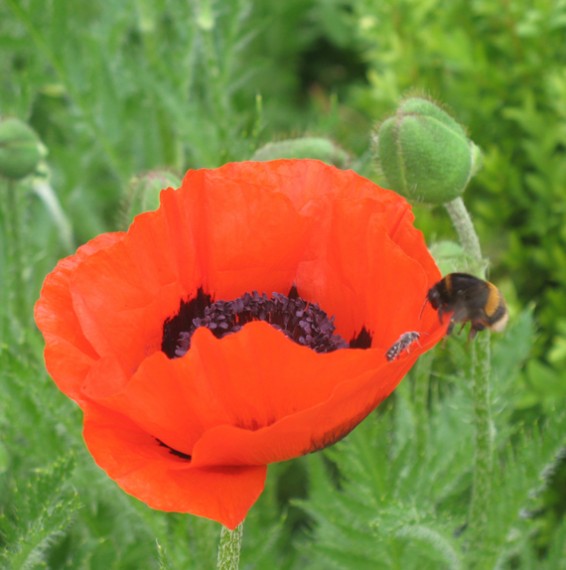 Mohn