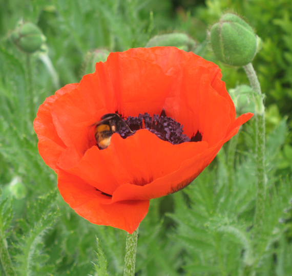 Mohn Mohn