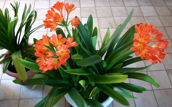 Clivia