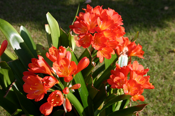 Clivia-2012.1