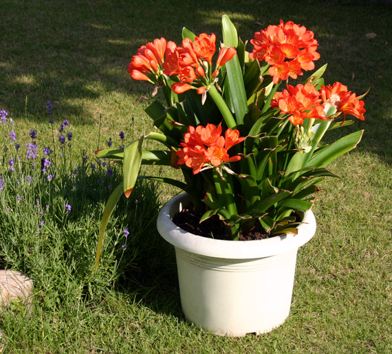 Clivia-2012