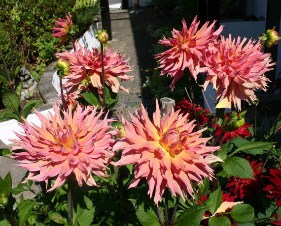 Dahlien bei Moni