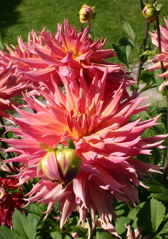 Dahlienblüte